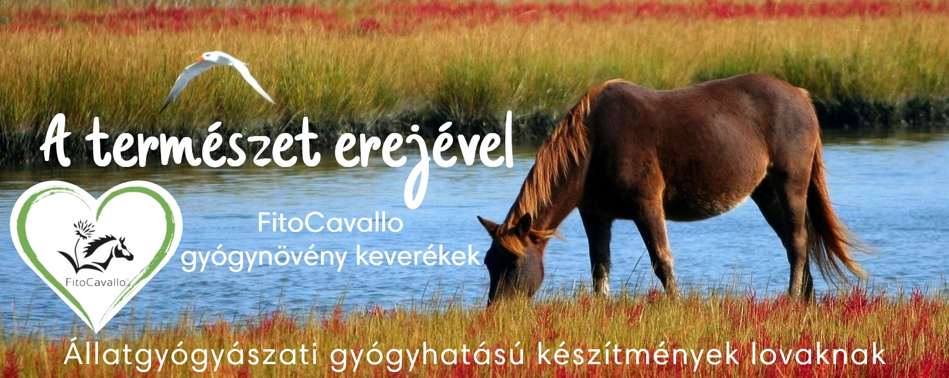 Pegazus Állatpatika