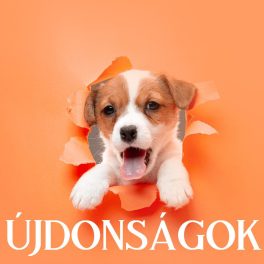 Újdonságok