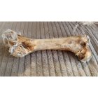 Teomann szárított strucc combcsont 35cm