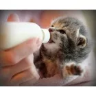 Royal Canin Feline BabyCat Milk Tejpótló 300g
