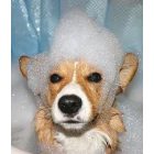 Allermyl  Glyco hypoallergén sampon 250 ml (3597133095326)